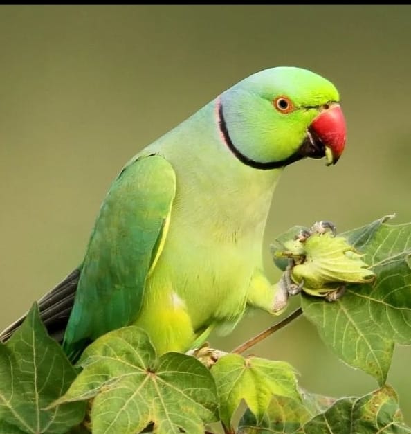 interesting facts about parrots » माझी माहिती
